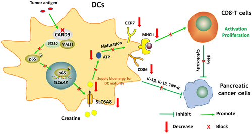 Figure 8. A schematic diagram depicting CARD9-p65-SLC6A8-creatine pathway-mediated DC maturation and the interaction between DCs, CD8+ T cells, and pancreatic cancer cells.