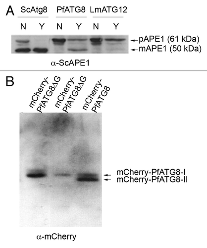 Figure 1. PfATG8 complements a Saccharomyces cerevisiae atg8-deficient mutant and is lipidated in Plasmodium. (A) Expression of S. cerevisiae Atg8 (ScAtg8), P. falciparum ATG8 (PfATG8) and Leishmania major ATG12 (LmATG12) in Scatg8∆. Protein extracts were analyzed for the presence of precursor (pAPE1) or mature (mAPE1) vacuolar aminopeptidase by western blotting using anti-APE1 antiserum. N = autophagy not induced, Y = autophagy induced. (B) Extracts of transgenic P. falciparum D10 parasites expressing mCherry-PfATG8∆G (20 µg and 10 µg, respectively) or full-length mCherry-PfATG8 (20 µg) were separated on 6 M urea 15% SDS-PAGE, blotted and probed with anti-mCherry antibody.