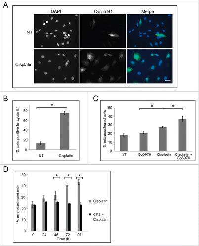 Figure 6. Cells treated with cisplatin undergo checkpoint adaptation and acquire additional micronuclei. (A) M059K cells were either non-treated (top row) or treated with 30 μM cisplatin for 48 h, and all cells were stained with DAPI and anti-cyclin B1 antibodies, then observed by immunofluorescence microscopy. Merge of images is shown on right. Scale bar equals 50 μm. (B) The mean percentage of cells positive for cyclin B1 was calculated. Standard error of the mean is shown. Asterisk shows significant difference. p < 0.05. (C) M059K cells were either non treated, treated with 15 nM Gö6976 for 24 h, 30 μM cisplatin for 48 h, or 30 μM cisplatin for 24 h and then co-treated with 15 nM Gö6976 for an additional 24 h. The mean percentage of micronucleated cells was calculated for each treatment and standard error of means are shown. Asterisks show significant differences. p < 0.05. (D) M059K cells were either non-treated, treated with 30 μM cisplatin, or co-treated with cisplatin and 500 nM CR8 for indicated times. The mean percentage of micronucleated cells and standard error of means are shown. Asterisks show significant differences. p < 0.05.