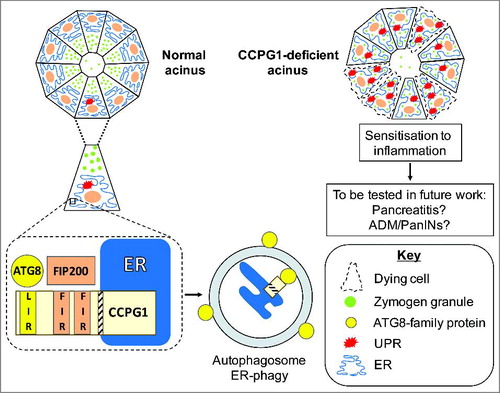 Figure 1. Links between the reticular functions of CCPG1 and exocrine pancreatic homeostasis