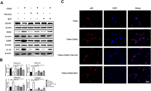 Figure 7 CRAE induced to the M1-type macrophage polarization and the M1-type polarization markers were inhibited by the TLR4 protein inhibitors TAK-242 and NF-κB inhibitor Bay 11–7085 (Bay). (A) Protein expression levels of M1 macrophages markers and M2 macrophages markers were analyzed and semi-quantified through WB. (B) The corresponding expression of CD163, iNOS, CD86 and IL-1β levels are shown as histograms (one-way ANOVA or two-way ANOVA, *P < 0.05, **P < 0.01, ***P < 0.001, ****P < 0.0001). (C) The expression level and localization of p65 protein in macrophages were detected by immunofluorescence assay. Magnification, ×400.