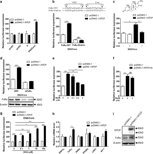 Fig. 6 NTCP specifically improves activity of the HBV EN2/core promoter through FxRα.Huh7 cells transfected with the indicated plasmids were harvested. a Firefly luciferase activity was determined at 48 hpt. b Partial sequence of the construct pGL3-EN2/core (FxRα/WT) and the mutant construct of pGL3-EN2/core-FxRα/EmCm showed the FxRα binding sites and mutations introduced in EN2 (nts 1682 to 1694) and core (nts 1764 to 1776) promoter regions (top panel). Huh7 cells transfected with the indicated plasmids were harvested to determine firefly luciferase activity at 48 hpt (bottom panel). c Chemical structure of the FxRα antagonist GGS (top panel). Huh7 cells transfected with the indicated plasmids were treated with or without 10 µM GGS and then harvested to determine firefly luciferase activity at 48 hpt (bottom panel). d Huh7 cells transfected with the indicated plasmids and siRNAs were harvested to determine firefly luciferase activity at 48 hpt (top panel). The expression of FxRα was detected by western blotting (bottom panel). e–g Huh7 cells transfected with the indicated plasmids were treated with MyrB or GCA and then harvested to determine firefly luciferase activity at 48 hpt. h Total RNAs were extracted, and the mRNA levels of several transcription factors were detected by qRT-PCR. mRNA levels were normalized to β-actin mRNA. i The expression of FxRα was analyzed by western blotting. A two-tailed t-test was used to determine differences in multiple comparisons (n = 3). *P < 0.05, **P < 0.01, ***P < 0.001, ns: P > 0.05