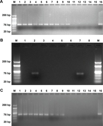 Figure 7 MB-GNP-I-PCR for purified ESAT-6 detection.Notes: (A) 3.5% Agarose gel analysis of ten-fold decreasing concentrations of purified ESAT-6 in PBS by MB-GNP-I-PCR: lane M, 20 bp ladder; lanes 1–14, dilutions of ESAT-6 (10 µg/mL to 1 ag/mL); lane 15, no antigen; and lane 16, PCR-positive control (signal DNA). (B) Specificity of functionalized GNPs coupled with rabbit anti-ESAT-6 pAb showing reactivity with ESAT-6 by MB-GNP-I-PCR but no reactivity with other RD antigens and Ag85B: lane M, 20 bp ladder; lane 1, no template DNA; lane 2, ESAT-6; lane 3, CFP-10; lane 4, CFP-21; lane 5, MPT64; lane 6, Ag85B; lane 7, PCR-positive control (signal DNA); and lane 8, no antigen. (C) Sample matrix effect: 3.5% agarose gel analysis of ten-fold decreasing concentrations of purified ESAT-6 in saliva sample from a healthy individual by MB-GNP-I-PCR: lane M, 20 bp ladder; lanes 1–12, dilutions of ESAT-6 (1 µg/mL to 10 ag/mL); lane 13, no antigen; lane 14, no antigen and no detection antibody; lane 15, no template DNA; and lane 16, PCR-positive control (signal DNA). The experiment was performed with six sputum samples and one of the representative figures has been shown.Abbreviations: ag, attogram; CFP-10, culture filtrate protein-10; ESAT-6, early secreted antigenic target-6; I-PCR, immuno-PCR; MB-GNP-I-PCR, magnetic bead-coupled GNP-based I-PCR; MPT64, mycobacterial protein from species tuberculosis-64; pAb, polyclonal antibody; RD, regions of differences.