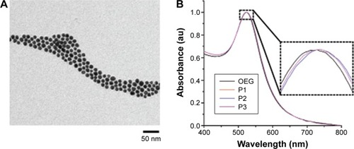 Figure 3 Characterization of peptide-coated AuNPs.Notes: (A) Transmission electron micrograph of OEG AuNPs. (B) Normalized UV-vis spectra of OEG AuNPs and peptide–OEG AuNPs showing a slight red shift in the plasmon peak arising from a small change in the refractive index around the AuNP due to the peptide coating. Inset is magnifying the SPR peak.Abbreviations: AuNPs, gold nanoparticles; OEG, oligo-ethylene glycol; SPR, surface plasmon resonance.