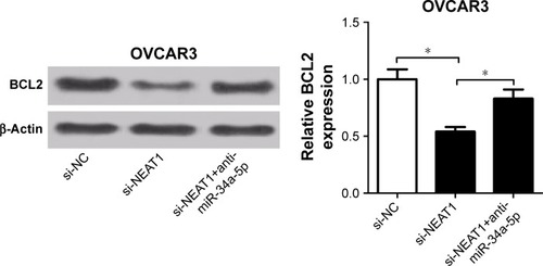 Figure 6 si-NEAT1-induced decrease in BCL2 expression was abated after introduction of miR-34a-5p in OVCAR3 cells.