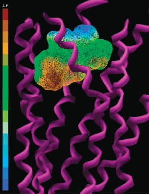 Figure 5 Lipophilic potential (LP) mapped onto the surface of the putative binding site. The color ramp for LP ranges from brown (highest lipophilic area) to blue (highest hydrophilic area).