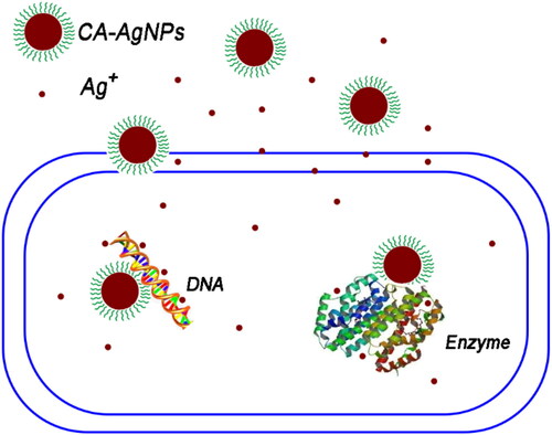 Figure 7. Schematic illustration of the possible antimicrobial mechanism of the CA-AgNPs.