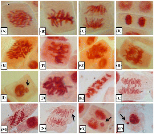 Figure 1. Photomicrographs of onion root apical meristem cells. (A–D) Normal mitotic phases: (A) prophase, (B) metaphase, (C) anaphase, and (D) telophase. (E–I) Colchicine induced abnormalities: (E) C-metaphase, (F) sticky chromosome, (G) polar deviation, (G, H) anaphase bridge, and (I) micronucleus (arrow). (J–P) LAECV induced abnormalities: (J) sticky chromosomes, (K) c-metaphase, (L) anaphase bridge, (M) polar deviation, (N) vagrant chromosome (arrow), and (O, P) micronucleus (arrows). Photomicrographs (400×) were further magnified (2×) using Microsoft Office Power Point.