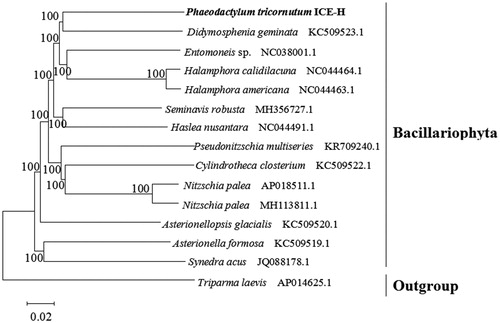 Figure 1. Neighbor-joining phylogenetic tree based on 15 complete chloroplast genomes.