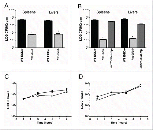 Figure 1. Listeriamutants are attenuated for infection of mice but retain an ability to replicate in macrophages. Listeria monocytogenes CFU from livers and spleens of infected mice 3 d post i.p. infection with 3 × 105 CFU. (A) Wild-type (EGDe) and biotin auxotroph Tnlmo0598 levels in livers and spleens. (B) Wild-type (EGDe), Tnlmo2566 and genetically complemented strain (lmo2566 Comp) in livers and spleens. *P < 0.05 by the Kruskal Wallis one way ANOVA, with post hoc comparison using Dunn's method. Differences are shown relative to the wild-type. Error bars represent the mean ± SEM (C) Intracellular growth of wild-type (•) and Tnlmo0598 (□) in J774 macrophage cells using a gentamicin protection assay. (D) Intracellular growth of wild-type (•) and Tnlmo2566 (□) in J774 macrophage cells using a gentamicin protection assay. No statistical significance observed.