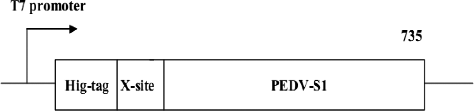 Figure 1. Schematic diagram of the hexa-histidine tagged PEDV-S1 fusion protein. PEDV-S1 fusion protein was cloned under strong T7 promoter. Amino acid numbering starts with the N-terminus of His-tag (1–10), followed by highly specific TEV protease site (11–18) labelled as X-site and PEDV-S1 (19-735).