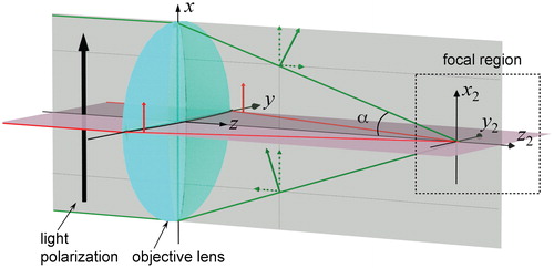 Figure 1. Schematic diagram illustrating focusing effect and polarization dependence of linearly polarized light beam focused by high numerical aperture objective lens (OL): green and red arrows illustrate polarization states of light rays, propagating in (xz) and (yz) planes respectively after passing through OL