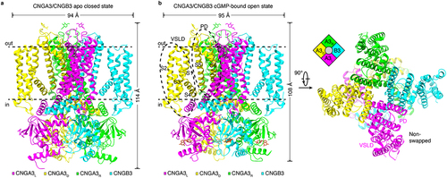 Figure 1. Cryo-EM structures of human CNGA3/CNGB3 in apo closed state and cGMP-bound open state. a, apo closed-state structure, viewed parallel to the membrane (PDB accession no. 7RHS). The four subunits are color coded. In reference to the position relative to CNGB3, the CNGA3 subunits are named CNGA3L or A3L (left), CNGA3D or A3D (diagonal), and CNGA3R or A3R (right), respectively. The width and height of the structure are indicated. b, cGMP-bound open-state structure, viewed parallel to the membrane or perpendicular to the membrane from the extracellular side (PDB accession no. 8EVC). Inset is a schematic of the subunit arrangement. The voltage sensor-like domain (VSLD) and pore domain (PD) are indicated.