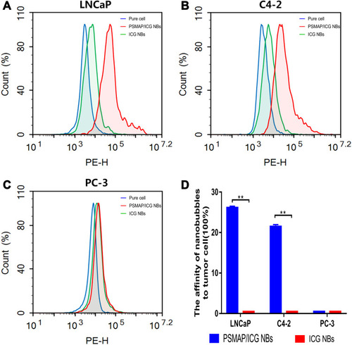 Figure 6 Detection of the affinity of PSMAP/ICG NBs and ICG NBs for cells by flow cytometry (A) LNCaP cells bound a large amount of PSMAP/ICG NBs but not ICG BNs. (B) C4-2 cells bound a large amount of PSMAP/ICG NBs but not ICG BNs. (C) PC-3 cells did not bind to any type of NB. (D) Quantification of the affinities of the two types of NBs for the three types of cells. ** indicates P<0.01.