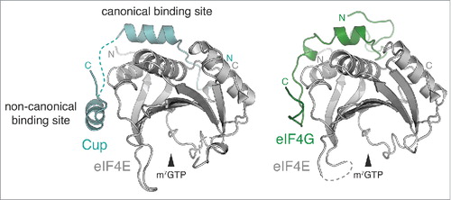 Figure 6. Translational repression. Crystal structure of Drosophila eIF4E in complex with a peptide from Cup (left) (PDB 4AXGCitation107) or eIF4G (right) (PDB 5T47Citation131).