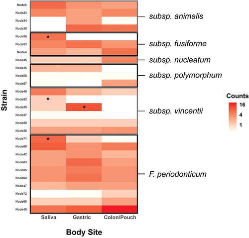 Figure 6. Heatmap of the abundance of distinct Fusobacterium nodes at each body site, grouped by subspecies. Enrichment was tested using the binomial test with a Benjamini-Hochberg correction, and significance is indicated by a star. Individual nodes have differing abundance patterns across body sites. F. nucleatum subsp animalis tends to persist through colon, while subsp vincentii is least likely to colonize the colon. Heatmaps by patients and body sites are shown in Supplementary Figure 4