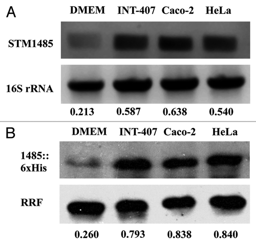 Figure 3. Evaluation of STM1485 expression in epithelial cells (INT-407, Caco-2 and HeLa). STM1485 expression was studied using (A) RT-PCR assay. (B) Immunoblot method using the STM1485::6xHis tagged strain. Bacteria were isolated from the infected epithelial cells at 6th h post infection. Bacteria grown in DMEM at 37°C under 5% CO2 were served as control to determine expression outside host cells. Numbers below the gels indicate the values of densitometric image analysis using Multi Guage software. Results are representative of two independent experiments.