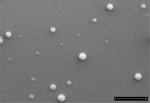 Figure 2 Scanning electron microscopic image of INPs (scale bar =2 μm).Abbreviation: INPs, imatinib mesylate-loaded poly(lactide-co-glycolide) nanoparticles.