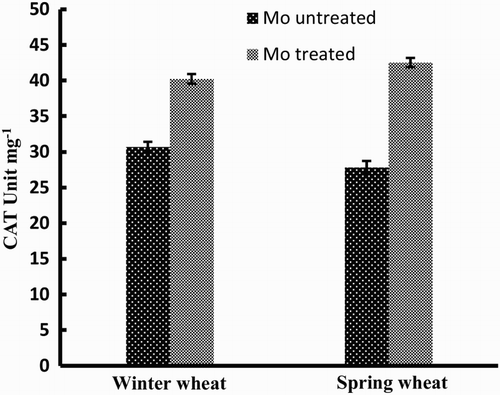 Figure 2. Activity of CAT enzyme in two wheat varieties (winter wheat: cv. Claire and spring wheat: cv. Abu-Ghraib) as affected by Mo treatment (values are means ± SE).