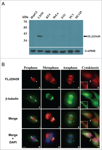 Figure 2. Expression profile and subcellular localization of FLJ25439 protein. (A) Western blot demonstrating cell type-variation in expression pattern of FLJ25439 protein. FLJ25439 protein was recognized as a 41 kDa protein by 2A4 antibody protein gel blot. Among cell lines tested, U2OS cells express enough FLJ25439 protein to be readily detected while other cells express little or no endogenous FLJ25439. (B) Immunofluorescent micrographs of FLJ25439 protein localization during cell cycle progression. U2OS cells were fixed and immunostained with antibodies to FLJ25439 (red), ß-tubulin (green) and nuclei were counter stained with DAPI. FLJ25439 is observed at split centrosomes (arrowheads in A, E, I, M) in prophase, localized with the mitotic spindle during mitosis, distributed in the central spindle (stars in C, K, O) in anaphase and targeted to the midbody (arrows in D, L, P) in cytokinesis. The insets are an enlarged version of the region indicated by the arrows. Bar, 5 μm.