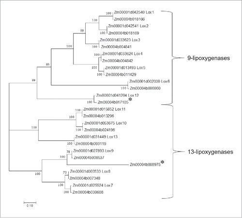 Figure 2. Dendrogram of predicted protein sequences of 27 lipoxygenases from the maize inbred line B73 v4 assembly (Zm00001d numbers) and the inbred line W22 v2 assembly (Zm00004b numbers). The evolutionary history was inferred by using the Maximum Likelihood method based on the JTT matrix-based model. Evolutionary analyses were conducted in MEGA7. The tree with the highest log likelihood is shown. Bootstrap values are based on 1000 replications. The tree is drawn to scale, with branch lengths measured in the number of substitutions per site. All positions with less than 80% site coverage were eliminated. There were a total of 835 positions in the final dataset. Proteins that are truncated and likely non-functional in W22 are marked with asterisks.