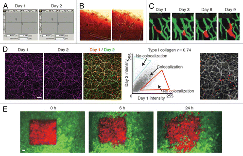 Figure 6. Retracing of the exact same field of view over multiple days. (A) A microscope with a motorized stage allows storage of regions of interest that can be imported at request. Reprinted fromCitation12 by permission from Macmillan Publishers Ltd: Nature. (B) The numbered grids on a gridded cover glass can be visualized using reflection microscopy. The numbers can be used to retrace the same position over multiple days. Reprinted fromCitation31 by permission from Macmillan Publishers Ltd: Nature. (C) The vasculature can be used as reference point to retrace a field of view. The microvasculature (green) is imaged through a cranial imaging window. Intravascular proliferation of injected PC14-PE6 lung carcinoma cells (red) can be seen from day 3 onwards. Images reprinted fromCitation22 by permission from Macmillan Publishers Ltd: Nature Medicine. (D) In the liver the type I collagen network (purple) visualized by second harmonic generation imaging was used to retrace the same position of multiple days. To show retracing, the images of day 1 and day 2 were given a false color (red or green respectively) and were merged. Yellow indicates colocalization. To quantify the amount of colocalization, the pixel intensity values of day 1 and day 2 in the merged image were displayed in a scatter plot. The Pearson correlation coefficient (r) was calculated and the non-colocalizing pixels were displayed in falce colors (red and blue) on top of the day 1 image displayed in gray. Scale bar, 20 µm. Image fromCitation32 Reprinted with permission from AAAS. (E) Dendra2 labeled tumor cells (green are non-photoswitched cells and red are photoswitched cells) imaged through a mammary imaging window. Images were taken 0, 6 and 24 h after photoswitching. Scale bar, 30 µm. Images reprinted from byCitation29 permission from Macmillan Publishers Ltd: Nature Methods.