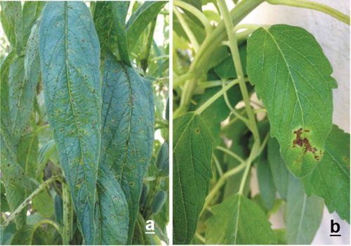 Fig. 1 (Colour online) a, Symptoms appearing on sesame ‘Pachequeño’ under field conditions caused by Xanthomonas campestris pv. sesami in Sinaloa, Mexico. b, Symptoms induced by the same pathogen after 8 days of inoculation on sesame ‘Cola de Borrego’ under greenhouse conditions.