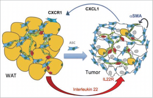 Figure 2. A working model for the cytokine cascade recruiting ASC to tumors. Zhang et al., p. 353.