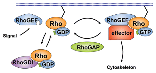 Figure 1 Regulation of GTPase activity by RhoGEFs, RhoGAPs and RhoGDIs. Upon activation by upstream factors many RhoGEFs undergo a conformational change that enables them to bind a specific GTPase and promote nucleotide exchange. The GTP-bound GTPase interacts with effector proteins to activate cytoskeletal reorganization through a variety of effector pathways (see Box 1). RhoGAPs activate the intrinsic GTPase activity of the GTPase and promote conversion to the inactive GDP-bound form. RhoGDIs stabilize the GDP-bound form of the GTPase and promote sequestration in the cytosol.