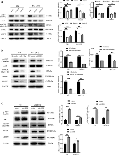 Figure 8. The effects of circHGS and miR-513a-5p on VEGFC and the AKT/mTOR signaling pathway. (a) the effects of silencing circHGS on VEGFC and the AKT/mTOR signaling pathway in T24 and UM-UC-3 cells. (b) the effects of miR-513a-5p overexpression on the target gene VEGFC and the AKT/mTOR signaling pathway in BCa cells. (c) the effects of circHGS overexpression on VEGFC and the AKT/mTOR signaling pathway in T24 and UM-UC-3 cells. Data are shown as the means ± SD of three independent experiments, * P < 0.05, **P < 0.01, ***P < 0.001.