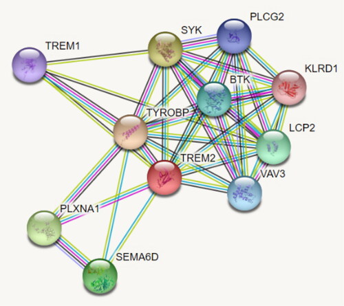 Figure 3. Molecular network involving the TREM2 protein.