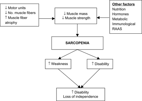 Figure 1 Mechanism of sarcopenia.