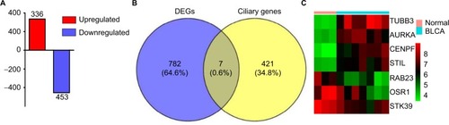 Figure 3 DEGs associated with PC in BLCA.Notes: (A) Three hundred and thirty-six upregulated genes and 453 downregulated genes were identified in BLCA. The intersection of the DEGs and ciliary genes calculated by Venn diagrams (B) and seven DEGs shown by heatmap (C).Abbreviations: BLCA, bladder cancer; DEGs, differentially expressed genes; PC, primary cilia.