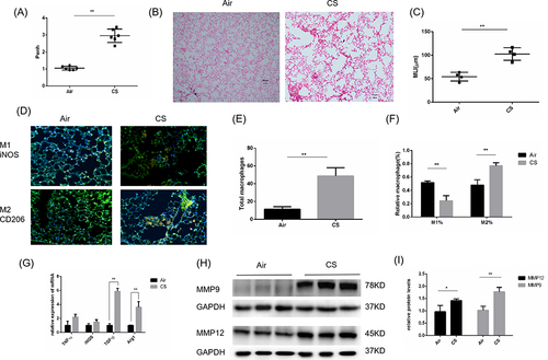 Figure 2 Emphysema and increased M2 macrophages in CS-exposed mice. Male C57BL/6J mice (6–8 weeks of age) were exposed to CS for 24 weeks. (A) Pulmonary function is shown as Penh in air-exposed mice and CS-exposed mice (n=6). (B) H&E staining of lung sections (scale bars, 100 µm) and (C) quantification of the MLI. (D) Lung macrophages in air-exposed mice (n=4) and CS-exposed mice (n=5) were observed by immunofluorescence analysis (scale bars, 100 µm). (E) Immunofluorescence analysis of the total number of macrophages and (F) quantification of the percentages of M2 and M1 macrophages among total macrophages in mouse sections. Total macrophages: F4/80+. M1%: iNOS+/F4/80+. M2%: CD206+/F4/80+. (G) The mRNA levels of M2 macrophage markers (Arg1 and Tgf-β1) and M1 macrophage markers (iNOS and TNF-α) were measured by quantitative RT–PCR. (H) Western blotting was performed, and (I) the relative protein levels of MMP9 and MMP12 were determined. The data are the mean ± SD (n=4). *P<0.05; **P < 0.01.