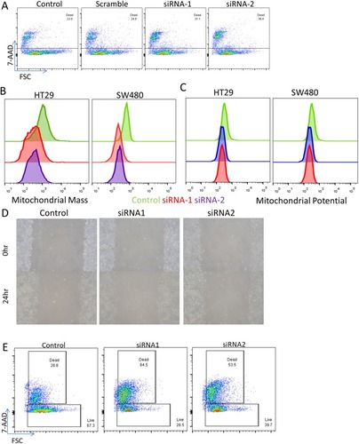 Figure 4 SSBP1 regulates mitochondrial mass and cell viability. Depletion of SSBP1 via lipofectamine transfection of targeted siRNA or scramble induces an increase in cell death when assessed in flow cytometry via 7-AAD staining in SW480 cells. (B–C) Assessment of mitochondrial mass and potential in two cell lines via flow cytometry based on mitotracker dyes shows a decrease in mean fluorescence intensity following knockdown. (D) Wound healing assay did not observe significant differences in the rates of recovery of SSBP1-knockdown cells. (E) Viability assay as in (A) but performed in the additional presence of 1uM cisplatin for 24 hrs.