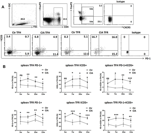 Figure 4 Analysis of PD-1 and ICOS expression on TFH and TFR cell surface in CIA mouse spleen. The CIA mouse spleen lymphocytes at 5w, 7w, 10w, and 13w (n = 4 per timepoint; total = 16 CIA mice) after the initial immunization were obtained, and PD-1 and ICOS on CD4+CXCR5+FoxP3− TFH cells and CD4+CXCR5+FoxP3+ TFR cells were detected by flow cytometry and compared with that of age-matched Ctr mice (n = 4 per timepoint; total = 16 Ctr mice). (A) Representative flow cytometry plots showing PD-1+ and/or ICOS+ percentages in TFH and TFR cells of CIA and Ctr mice at 10w. The numbers indicate the percentages of the corresponding quadrants in the TFH or TFR cells. (B) Comparison of the percentages of PD-1+, ICOS+, and PD-1+ICOS+ subsets in spleen TFH and TFR cells between the CIA and Ctr mice (n = 4 per timepoint). Data are from a single experiment representative of two independent experiments. Data are the mean ± SD. Results between the CIA and Ctr mice for each timepoint were compared using Student’s t test. ***P < 0.001; **P < 0.01; *P < 0.05; ns, not significant.