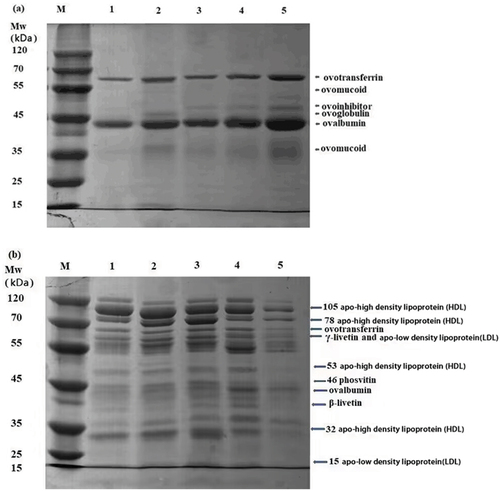 Figure 4. SDS-PAGE profiles of (a) liquid egg white and (b) liquid egg yolk samples treated by WPC, SPI, BSA and hemoglobin. 1, control; 2, WPC; 3. SPI; 4. BSA; 5. hemoglobin; HDL, high density lipoprotein, LDL, low density lipoprotein. WPC, whey protein concentrate. SPI, soy protein isolate. BSA, bovine serum albumin.