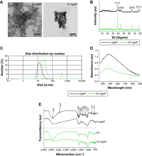 Figure 1 Physicochemical characterization of the obtained silver nanoparticles.Notes: Representative transmission electron microscopic images (A), X-ray diffraction patterns (B), size distribution by dynamic light scattering (C), and ultraviolet–visible spectra (D) of silver nanoparticles synthesized by coffee (C-AgNP) and green tea extracts (GT-AgNP). (E) FT-IR spectra of coffee extract (C), GT, green-synthesized C-AgNPs and GT-AgNPs.Abbreviations: C, coffee; FT-IR, Fourier transform infrared spectroscopy; GT, green tea; NP, nanoparticle.