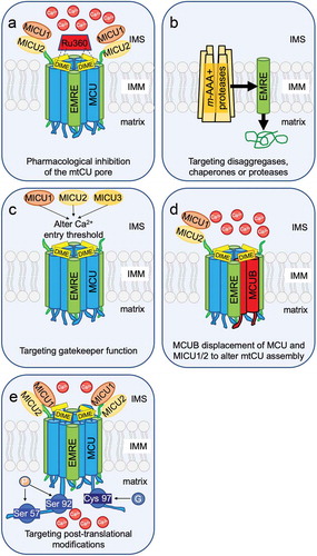 Figure 3. Mitochondrial calcium uniporter (mtCU) structure and function amendable to therapeutic targeting. (a) Ruthenium red derivatives, such as Ru360, currently are the only major class of inhibitors of mitochondrial calcium (mCa2+) uptake. (b) The mitochondrial AAA+ proteases are localized to the inner mitochondrial membrane and functionally target proteins for degradation. Lack of Afgl32 and Spg7 lead to excessive EMRE accumulation resulting in overactive MCU, mitochondrial calcium overload, and neurodegeneration which is implicated in the conditions of spinocerebellar ataxia and hereditary spastic paraplegia. This directly implicates the regulation of mtCU assembly in health and disease and suggests protease activity may be a potential therapeutic target. (c) MICU1/2/3 (mitochondrial calcium uptake 1/2/3) are paralogs with functional distinction, as each member sets a different calcium threshold for entry and uniquely influences cooperative activation of mtCU. Therefore, modulating the expression or localization of MICUs may present a novel way to mitigate mCa2+ overload. (d) MCUB displaces MCU and MCU-bound MICU1/2 from mtCU, thus altering stoichiometry and assembly. Functionally, MCUB reduces mCa2+ uptake and critically can prevent mCa2+ overload during stress. (e) Post-translational modifications such as phosphorylation [Citation38,Citation39,] or glutathionylation [Citation40] have been reported to modulate the uniporter, opening the door to therapeutic targeting of the kinome, etc.