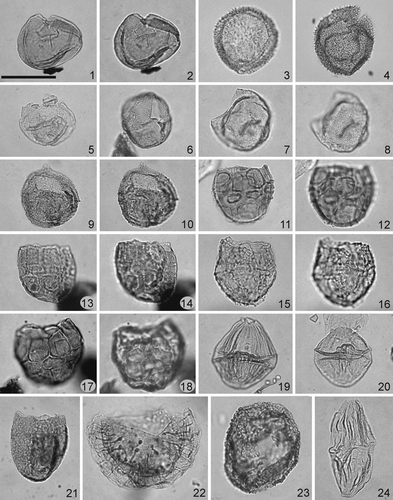 Plate 1. Scale bar in figure 1 represents 40 μm for all specimens. The photomicrographs were all taken using plain transmitted light. Figures 1, 2. Kallosphaeridium yorubaense Jan du Chêne & Adediran 1985. Sample OH 18, slide 1, EF Q45/1. Specimen in antapical view, apical surface; slightly differing levels of focus showing the apical archeopyle and adnate operculum in situ. Figures 3, 4. Pilosidinium capillatum (Davey 1975) Courtinat in Fauconnier & Masure 2004. 3 – sample OH 5, slide 1, EF M43. Specimen in antapical view, low focus on the apical archeopyle and processes. 4 – sample OH 0, slide 1, EF U42/1; note the displaced operculum and processes. Figure 5. Kallosphaeridium parvum Jan du Chêne Citation1988. Sample OH 11, slide 1, EF R33. Note the apical archeopyle and adnate operculum. Figures 6–8. Pyxidinopsis ardonensis Jan du Chêne Citation1988. 6 – sample OH 15, slide 1, EF W45. Specimen in ventral view, low focus on the archeopyle and wall structure. 7, 8 – sample OH 12, slide 1, EF U31. 7 – focus on the archeopyle, 8 – focus on the wall structure. Figures 9, 10. Apteodinium fallax (Morgenroth Citation1968) Stover & Evitt Citation1978. Sample OH 9, slide 1, EF H31. Specimen in dorsal view, 9 – high focus on the archeopyle and wall structure, 10 – low focus on the sulcal area. Figures 11, 12. Eisenackia circumtabulata Drugg Citation1967. Sample OH 18, slide 1, EF X50. Specimen in dorsal view, 11 – high focus, 12 – low focus. Figures 13, 14. Eisenackia crassitabulata Deflandre & Cookson 1955. Sample OH 9, slide 2, EF K50. Specimen in right lateral view, 13 – low focus, 14 – high focus. Figures 15, 16. Eisenackia reticulata (Damassa Citation1979) Quattrocchio & Sarjeant Citation2003. Sample OH 12, slide 1, EF H45/4. Specimen in right ventrolateral view, 15 – low focus, 16 – high focus. Figures 17, 18. Eisenackia msounensis Slimani et al. Citation2008. Sample OH 12, slide 1, EF V39/1. Specimen in dorsal view, 17 – high focus, 18 – low focus. Figure 19. Dinogymnium cretaceum (Deflandre 1936) Evitt et al. 1967. Sample OH 3, slide 2, EF K39/1. Specimen in dorsal view, high focus. Figure 20. Alisogymnium euclaense (Cookson & Eisenack 1970) Lentin & Vozzhennikova 1990. Sample OH 2, slide 1, EF Q47. Specimen in ventral view, high focus. Figure 21. Batiacasphaera rifensis Slimani et al. Citation2008. Sample OH 14, slide 1, EF O34/4. Specimen in ventral view, high focus on the archeopyle and wall structure. Figure 22. Membranilarnacia? tenella Morgenroth Citation1968. Sample OH 18, slide 1, EF L33/4. High focus. Note the apical archeopyle, processes and ectophragm. Figure 23. Cassiculosphaeridia? intermedia Slimani 1994. Sample OH 17, slide 1, EF Y31/2. Specimen in apical view, high focus on the apical archeopyle. Figure 24. Dinogymnium nelsonense (Cookson 1956) Evitt et al. 1967. Sample OH 14, slide 1, EF K54/1.