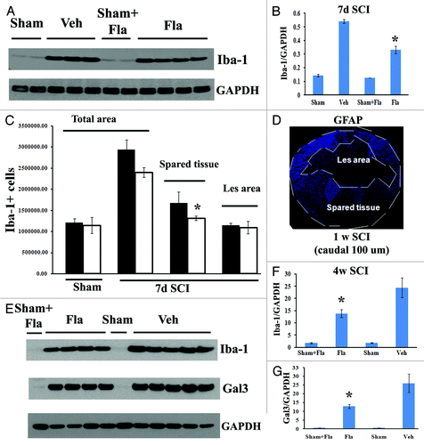 Figure 7. Flavopiridol inhibits the microglial/macrophage activation after SCI. (A) western blot analysis showed that flavopiridol treatment significantly reduced the SCI-induced upregulation of Iba-1 protein at 7 d post-injury. Representative immunoblots are shown in left panel of A. (B) Treatment of flavopiridol significantly reduced numbers of Iba-1+ microglia/macrophages in the preserved tissue at 7 d post injury, but not in the central lesion area. Right image shows lesion boundary between spared tissue and lesion cavity as indicated by GFAP staining. (C) Increases of Iba-1 and galectin 3 protein expression at 4 weeks after SCI were significantly attenuated by treatment of flavopiridol. Representative immunoblots are shown in left panel of C. *p< 0.05 vs. vehicle group. n = 3–5 in vehicle or flavopiridol groups, n = 2 in sham or sham + flavopiridol group.