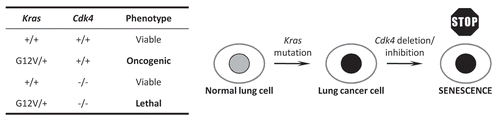Figure 1 The interaction between Kras and Cdk4 genes in a mouse model of NSCLC. Although lung cells with Kras mutation or Cdk4 deletion alone are viable, the combination of both genetic alterations leads to immediate cellular senescence, potentially paving the way for a specific Cdk4 inhibitor to be used therapeutically.