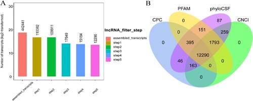 Figure 2. Overview of LncRNA Screening Process (A) Initial screening of 4,424,441 transcripts based on LncRNA structural characteristics, followed by further refinement focusing on non-protein coding functions of LncRNAs. (B) Out of 15,184 candidate LncRNAs identified via structural analysis, their coding potential was assessed using four prediction tools. The final candidate LncRNAs were selected based on their non-coding predictions across all tools.