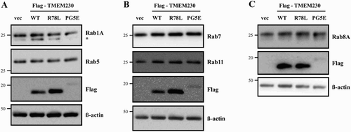 Figure 5. Effect of TMEM230 expression on Rab protein levels. Total lysates of SN4741 cells expressing Flag-TMEM230 WT, -TMEM230 R78L or -TMEM230 PG5E were prepared, loaded into three separate gels (A, B and C) and analyzed by the indicated antibodies by western blotting (n = 3). vec: control vector. *: non-specific band.