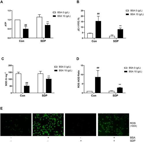 Figure 6 SDP ameliorated BSA-induced mitochondrial dysfunction. (A) The effect of SDP on BSA-induced cell adenosine-triphosphate (ATP) release. After incubation for 24 h, cell lysates were subjected to ATP assay using the kit. A fluorescence microplate reader was used to measure the ATP in the samples. (B) The effect of SDP on BSA-induced changes in mitochondrial membrane potential (MMP). JC-1 assay kit was used to measure the MMP. FITC channel was used to calculate cells with mitochondrial damage. (C) The effect of SDP on BSA-induced superoxide dismutase (SOD) release. A SOD assay kit was used to measure the released SOD. (D, E) The effect of SDP on BSA-induced production of reactive oxygen species (ROS). The corresponding kit was used to measure ROS. The cells were observed using fluorescence microscopy (magnification, 100X). Data are expressed as means ± SD; n = 3. ##, P < 0.01 vs control. **P < 0.01 vs BSA group.