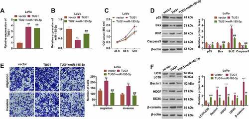 Figure 8. Overexpression of miR-195-5p weakened the cancer-promoting function of TUG1.