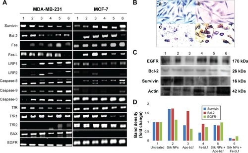 Figure 6 Gene and protein expression of key apoptotic markers.Notes: (A) Genes were amplified using qRT-PCR iQ5, and graphs were plotted by calculating 2−∆∆Ct. (B) Immunocytochemistry for MDA-MB-231 cells treated with (a) untreated cells as a control, (b) silk NP only-treated cells, (c) silk NP + Fe-bLf-treated cells, and (d) silk NP + Apo-bLf-treated cells. (C) Western blotting assay to determine the effect of silk NPs + bLf on expression of EGFR, Bcl-2, and survivin. (D) Band density analysis for Western blots revealed that silk NPs + Fe-bLf was he most effective treatment. Lane 1, untreated; lane 2, silk NP only treated; lane 3, Apo-bLf only treated; lane 4, Fe-bLf only treated; lane 5, silk NPs + Apo-bLf treated; and lane 6, silk NPs + Fe-bLf treated.Abbreviations: EGFR, epidermal growth factor receptor; Bcl, B-cell lymphoma-2; qRT-PCR, quantitative real-time polymerase chain reaction; NPs, nanoparticles; bLf, bovine lactoferrin; Apo-bLf, apo-bovine lactoferrin; Fe-bLf, iron-saturated bovine lactoferrin; LRP, lipoprotein receptor-related protein; LfR, lactoferrin receptor; TfR, transferrin receptor; BAX, Bcl-2-associated X protein; Fas, death receptor; Fas-L, Fas-ligand death receptor.