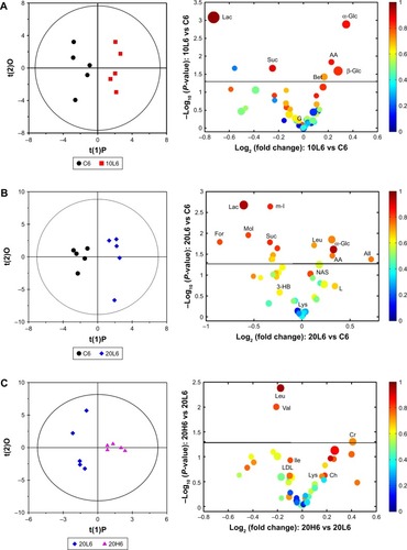 Figure 3 OPLS-DA scores and corresponding volcano plots from the plasma.Notes: Orthogonal projection to latent structures with discriminant analysis (left panels) and corresponding volcano plots (right panels) derived from 1H nuclear magnetic resonance data of the plasma obtained from the different pairwise groups: C6-10L6 (A), C6-20L6 (B), 20L6-20H6 (C), and C48-40L48 (D). C, L, and H represent the control and low- and high-dose groups, respectively, 6 and 48 represent 6 and 48 hours posttreatment, respectively, and 10, 20, and 40 represent Fe@Si NPs of 10, 20 and 40 nm, respectively. Marked circles in color volcano plots represent metabolites with statistically significant differences.Abbreviations: OPLS-DA, orthogonal projection to latent structures with discriminant analysis; Fe@Si, Fe3O4@SiO2-NH2; NPs, nanoparticles; AA, acetoacetate; Act, acetone; Ala, alanine; All, allantoin; Arg, arginine; Bet, betaine; Ch, choline; Cr, creatine; EA, ethanolamine; For, formate; G, glycerol; Glc, glucose; Gln, glutamine; Glu, glutamate; Gly, glycine; GPC, glycerolphosphocholine; HB, hydroxybutyrate; Ile, isoleucine; L, lipid; Lac, lactate; LDL, low-density lipoprotein; Leu, leucine; Lys, lysine; MH, methylhistidine; m-I, myo-inositol; Met, methionine; Mol, methanol; NAS, N-acetyl glycoprotein signal; PC, phosphocholine; Suc, succinate; Val, valine; VLDL, very-low-density lipoprotein.