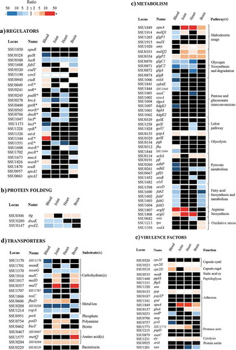 Figure 3. Heatmap showing variable regulation of genes participating in diverse functional categories at different sites of infection. The genes depicted are involved in the functional categories regulators (a), protein folding (b), metabolism (c), transporters (d), and virulence factors (e). Sites of infection are indicated at the top of each panel. The corresponding locus tag in the P1/7 genome, gene name (when appropriate), and predicted or demonstrated pathway (panel c), substrates (panel d), and functions (panel e) are depicted. Gene names according to the annotated P1/7 genome sequence or the literature are provided. Alternatively, names with one asterisk refer to regulator family type. The gene expression levels obtained in the microarray studies are represented in a color scale (indicated at the top) according to FC in vivo vs. THB growth cultures at logarithmic phase. Red indicates induction and blue repression. Whereas appropriated, unregulated genes are also shown. The figure pretends to be representative rather than exhaustive; for an extensive list, see supplementary Table S4.