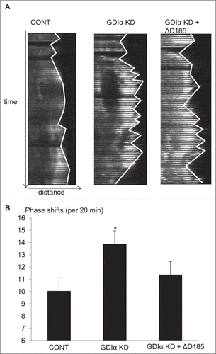 Figure 7. Kymographic analysis shows GDIα KD and ΔD185 GDIα cells have ineffective directional movement. (A) Podocytes were transfected with mCherry-actin and stimulated with EGF (100nM). The pictures show the leading edge of cells over 20 min. (B) Images of the podocytes were captured every 20 seconds over 20 minutes and the total number of phase shifts was counted. The GDIα KD cells had more frequent phase shifts than control cells, reflective of ineffective directional movement. The ΔD185 GDIα cells also had more phase shifts than control; however, the difference was not statistically significant. *p < 0.05 vs control n = 3, 3–4 cells examined per experiment and 1–4 ruffling areas were analyzed per cell.